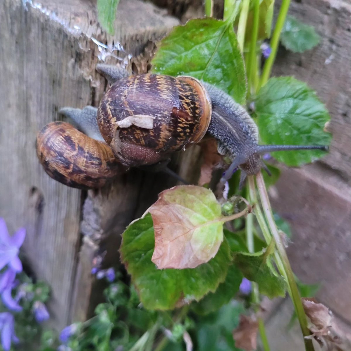 Snails - #snails #gardenwildlife #Springwatch #30DaysWild  #britishhwildlife  #twitternaturecommunity  #wildlifephotography #naturephotography  #ukwildlifeimages #westmidlands