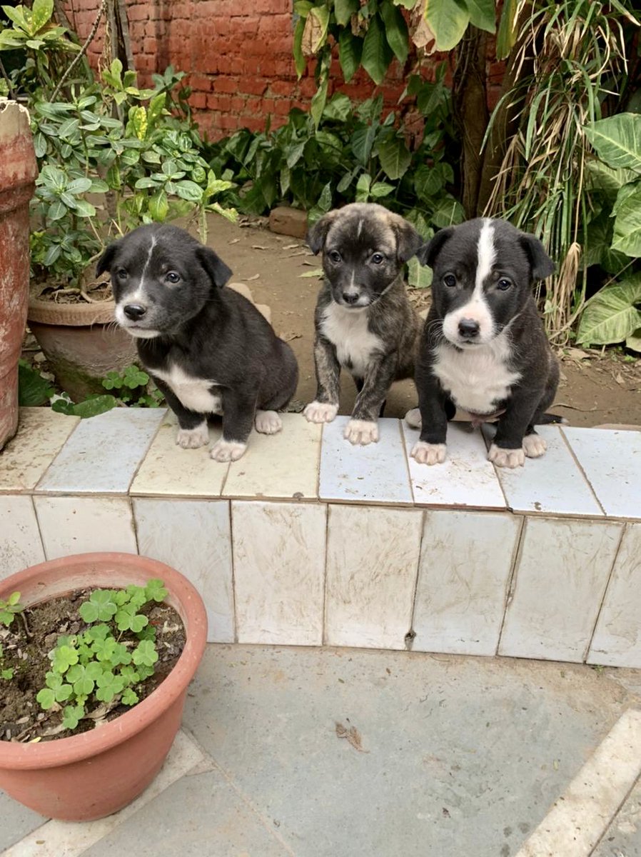 vandanacd's tweet photo. These babies need your love and support. Not some madhouse pounds, but a chance to trust you. That is the need. Lets not break an age old@bond between man and animal. #SayNoToDogPounds ⁦@narendramodi⁩ ⁦@CBIHeadquarters⁩ ⁦@NIA_India⁩ https://t.co/iWBjtIPLam