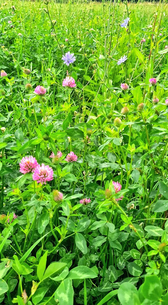 Ollie Blackburn (@olblackburn) on Twitter photo There's no better Mid-Tier option. Great grazing, great silage, great for pollinators and full of environmental benift <a href="/JanetHughes/">Janet Hughes</a> <a href="/FWAGSouthWest/">FWAG SouthWest</a> #GS4 #dillingtonfarms #farmingforthefuture
#wildlifefriendlyfarming There's no better Mid-Tier option. Great grazing, great silage, great for pollinators and full of environmental benift <a href="/JanetHughes/">Janet Hughes</a> <a href="/FWAGSouthWest/">FWAG SouthWest</a> #GS4 #dillingtonfarms #farmingforthefuture
#wildlifefriendlyfarming