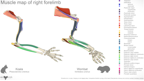 P_hazael's tweet photo. There are interactive 3D versions of the figures on Sketchfab, made from our #diceCT and MRI scans - have a play!
Or peep the supp material for juicy dissection photos if that's more your speed.
https://t.co/iVNWoLzvkm
https://t.co/qT17jIvoOa https://t.co/W9WfjaoxYs