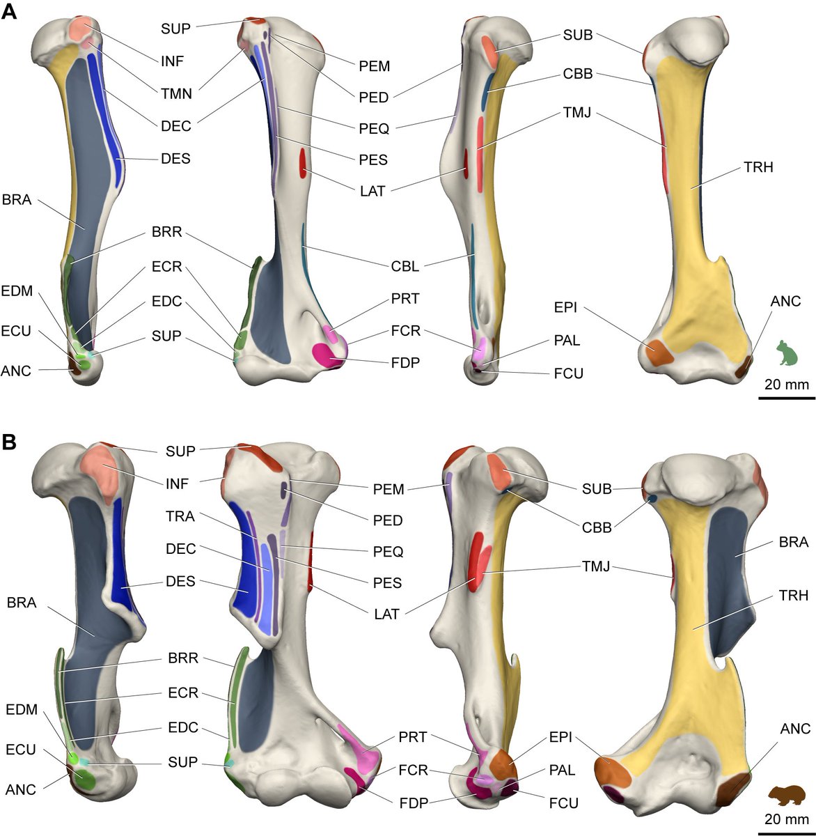 Key topological differences included a large insertion for Trapezius on the wombat humerus, while the koala had big Teres minor and Coracobrachialis that were missing in their bulkier cousins. Likely reflects differences in mobility requirements of the shoulder.