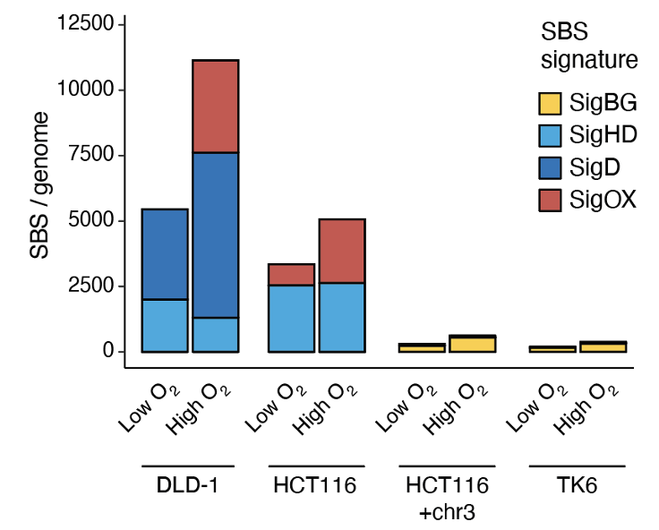Honoured to present our findings on oxygen-dependent mutagenesis in mismatch repair deficient cells at the FEBS congress #FEBS2023