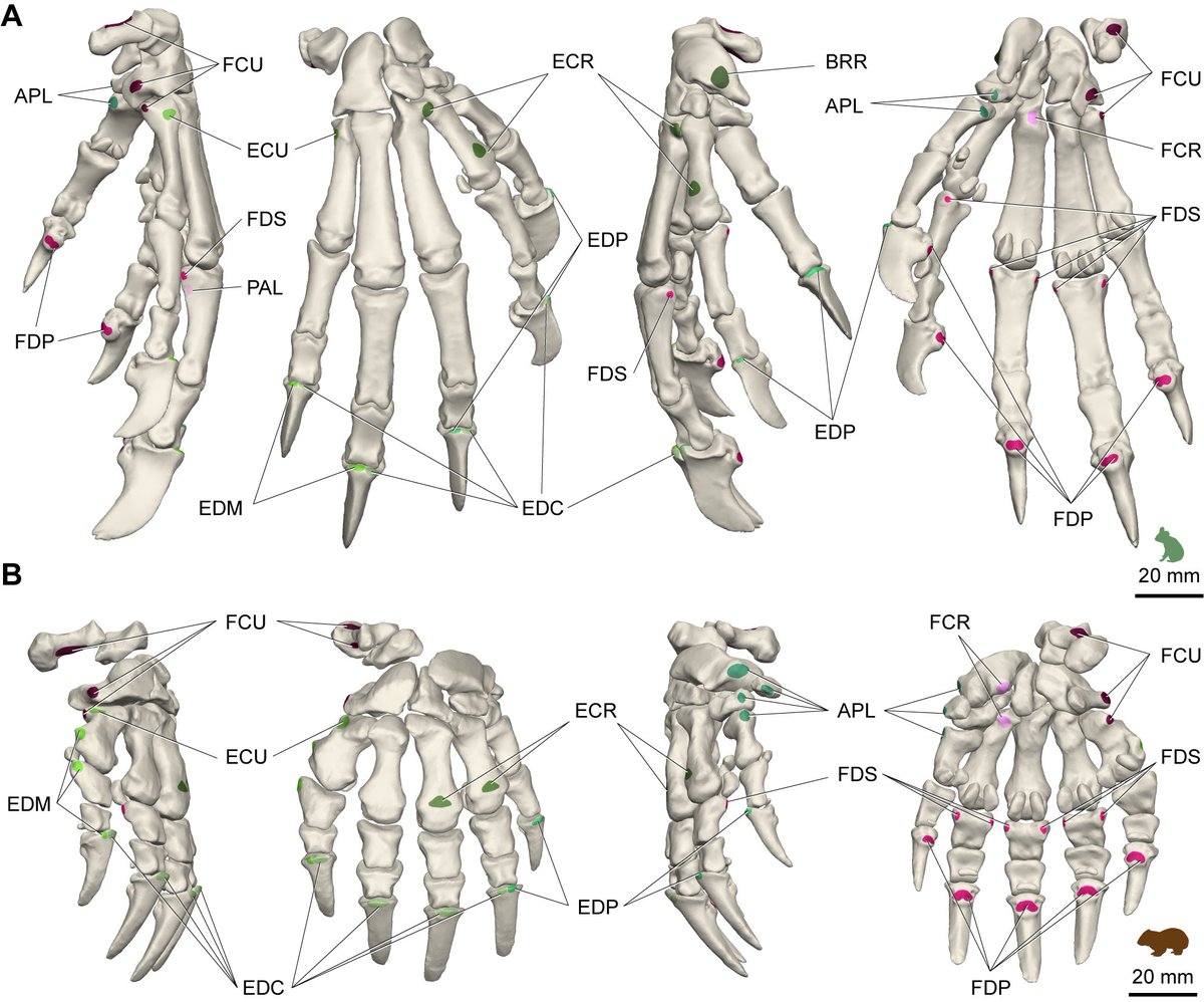 The koala had more differentiated muscles to their digits too, enabling fine grasping control, rather than the stout, spade-like hand of the wombat that seemed to operate more as a single unit.