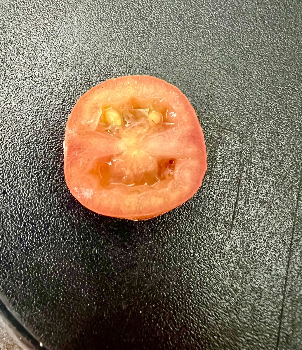 When you meet the happiest tomato on the planet and can’t put it in your salad. #happybabytomato #tomato #funnyface #yousaytomato
