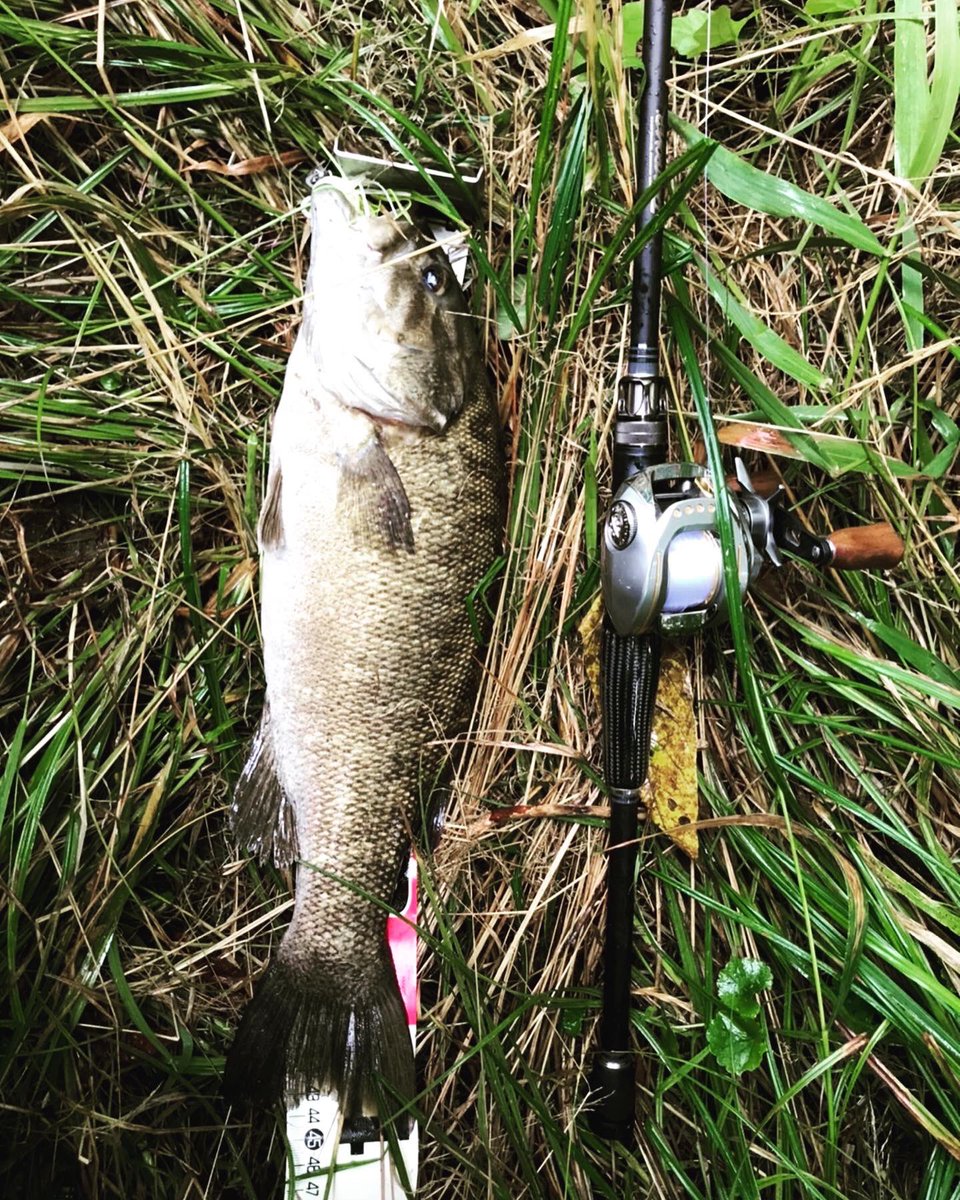 バス釣り F0ltX0UagAISOR8.jpg