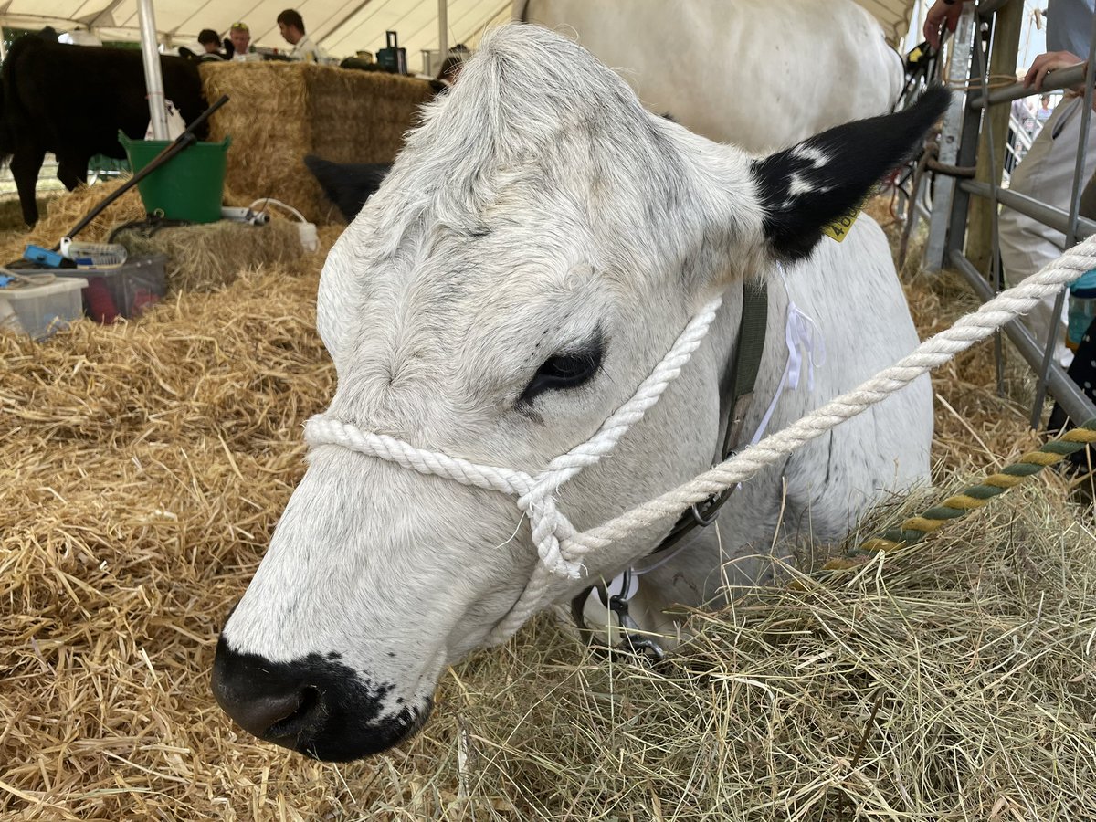 EnsorsAgri's tweet photo. Great day at the @tendringshow yesterday, well done to all involved. Managed to avoid the showers and catch up with a few people #showseason #agnetworking #harvestnearlyhere https://t.co/QH12BFm5nO