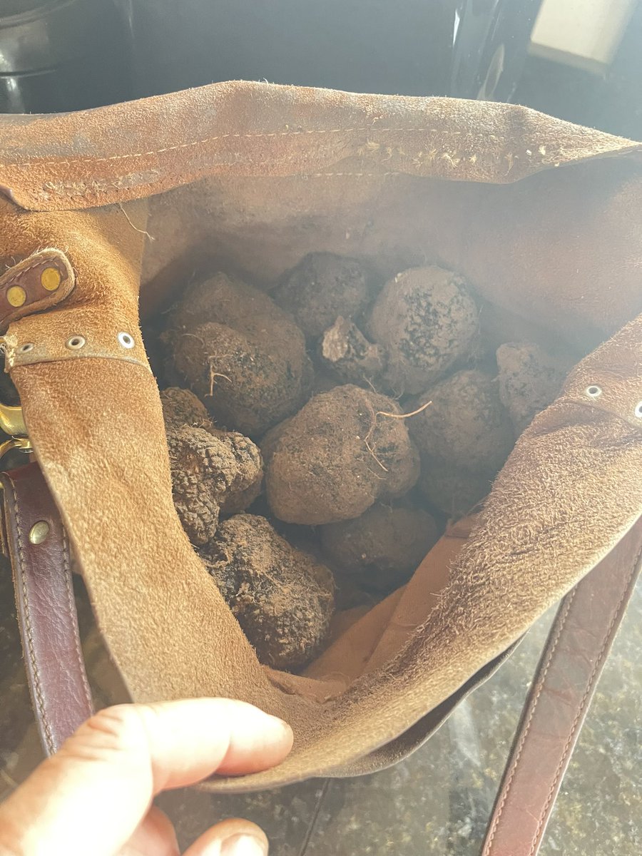 4.3 kilos of welsh black truffles in an hour and there is plenty more where they from. #welshtruffles