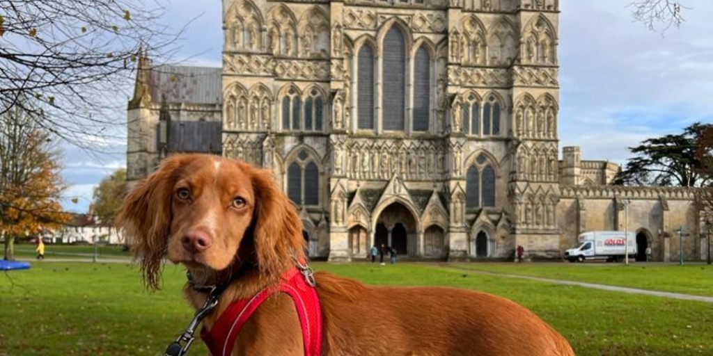 Our Cathedral is a hit with all ages and species! The Cathedral grounds are the perfect place to walk your dog- and don't forget, we welcome well-behaved dogs on leads inside the Cathedral too.

📸 - Girl About Salisbury 

#SalisburyCathedral #VisitSalisbury