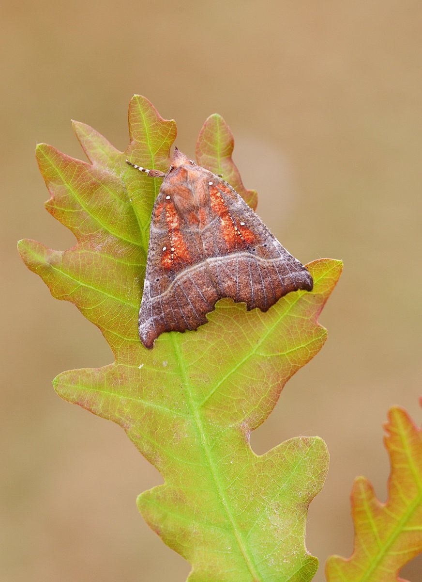 The Herald, Scoliopteryx libatrix, from my #Yorkshire  garden last night.