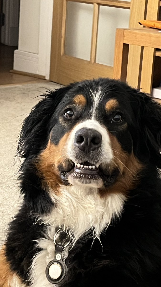 Maggie Dog tweet media