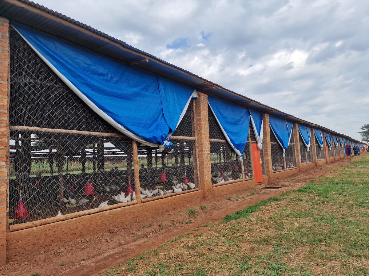 MasabaDaniel's tweet photo. We're all just trying to make money in the end.
A 200 Metre Chicken House. Crazy right? 
How are you making your money?
#farmup #drdaniel #poultryfarm https://t.co/zTEc8jZRMV