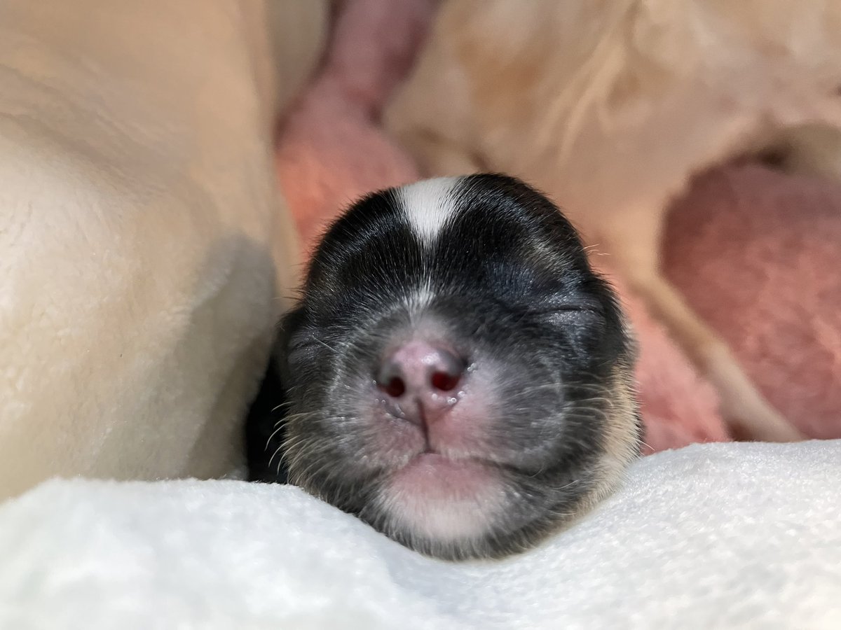 3匹とも体重200g越え！！！順調！
長男はトライカラーになりそう〜 https://t.co/JnNJ8Lmlfm