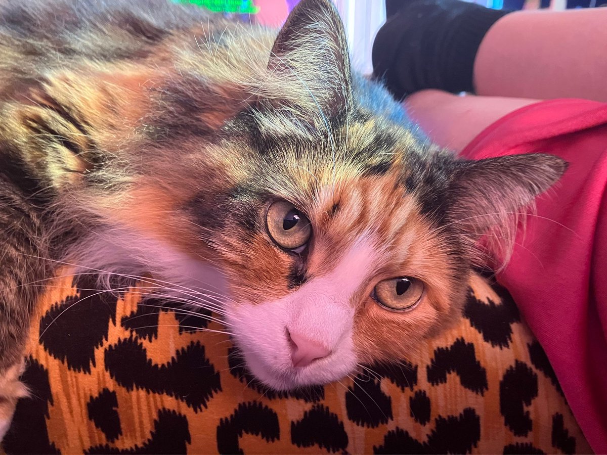 LDNCityKitties's tweet photo. Edna (7 months/female) is a very furry and sweet princess, who likes to be around humans at all times and receive chin scratches. She does not like closed doors or being left at home alone. Find out more about Edna on our website: https://t.co/CyWVGpF27M https://t.co/UJpcYC4EIh