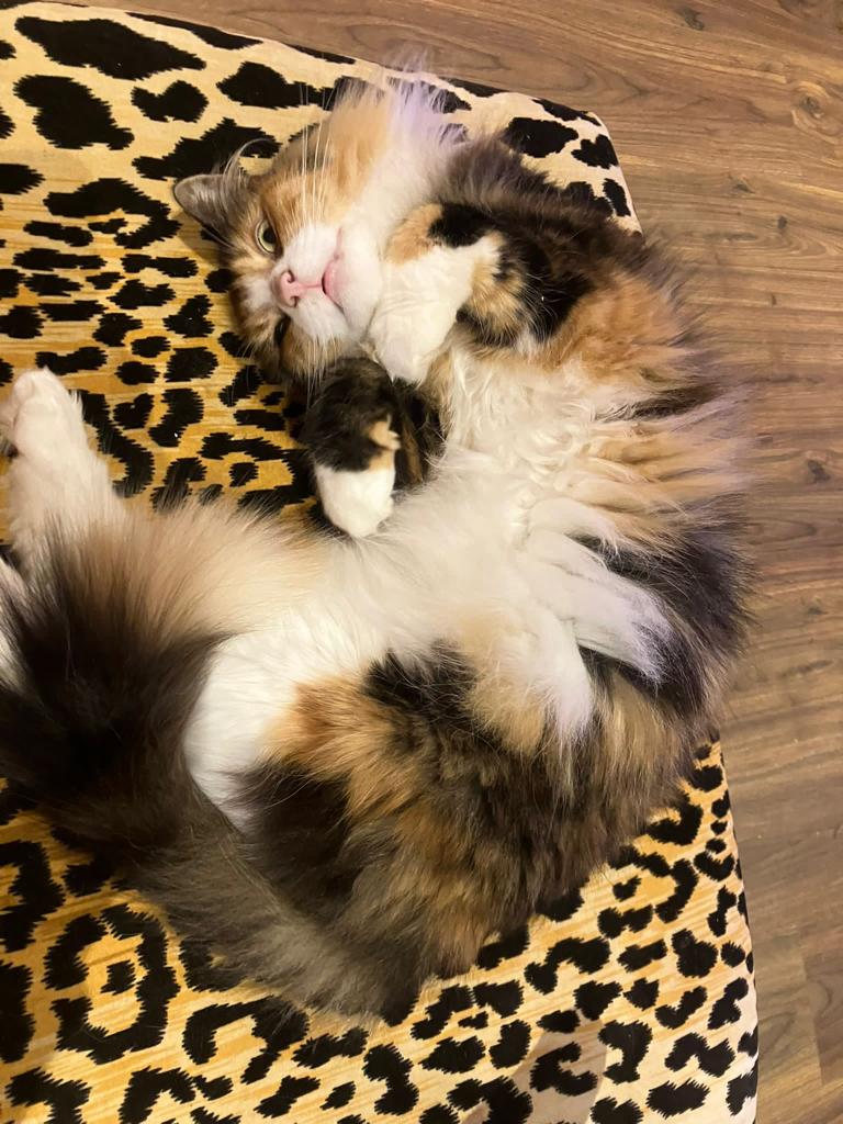 LDNCityKitties's tweet photo. Edna (7 months/female) is a very furry and sweet princess, who likes to be around humans at all times and receive chin scratches. She does not like closed doors or being left at home alone. Find out more about Edna on our website: https://t.co/CyWVGpF27M https://t.co/UJpcYC4EIh