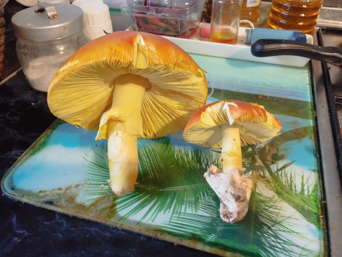 Maravillas de la naturaleza. Ananitas cesáreas recién cogidas.