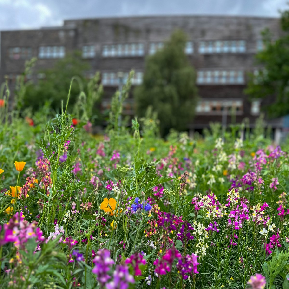 📍 The Environment Centre Wales

This is where some of our world-leading academics conduct environmental research to find sustainable local solutions for environmental issues, such as pollution and flooding.

#BangorUniversity #Sustainability
@BangorSNS <a href="/UK_CEH/">UKCEH</a>