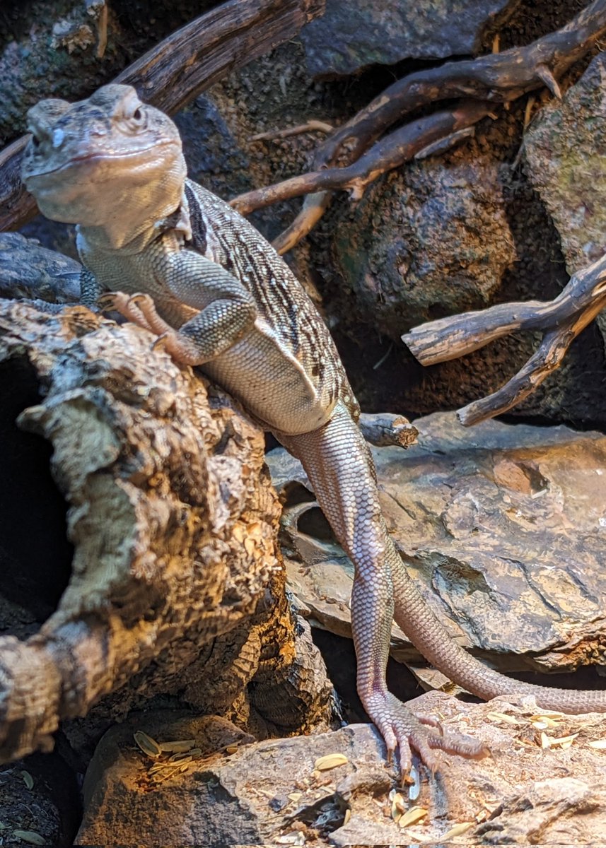 inabou3's tweet photo. 足がキレイ💝💝
#ブルークビワトカゲ
#トウブクビワトカゲ
#easterncollaredlizard https://t.co/pRZ8ISubxa