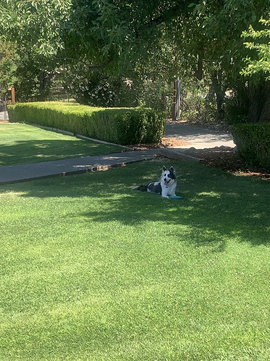 BordercollieBodi tweet media