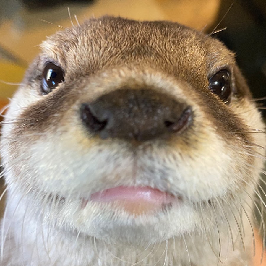 "I'm here to chew bubblegum and eat fish. And I'm all out of bubblegum."