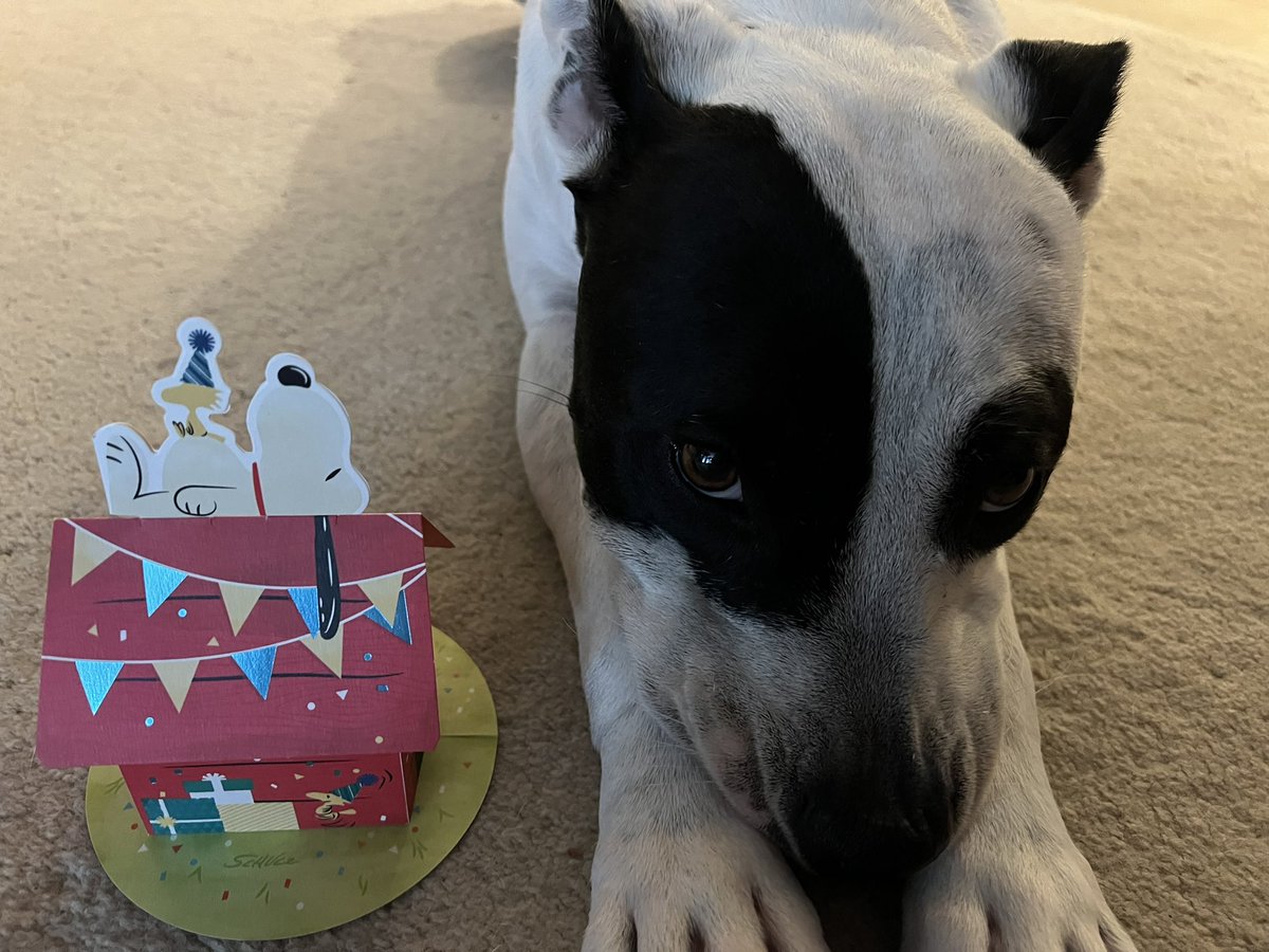 Teresa7277's tweet photo. When even your dog is “extra” and gives you a 3D birthday @Hallmark card a few days late 🐶🤣 #favoritemiddlechild https://t.co/8W9JazZZDF