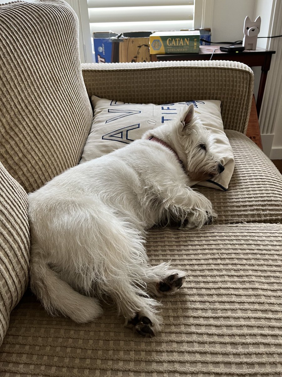 trishrody24's tweet photo. Post walk snoozies! #zshc #dogsoftwitter https://t.co/k40noytAcW