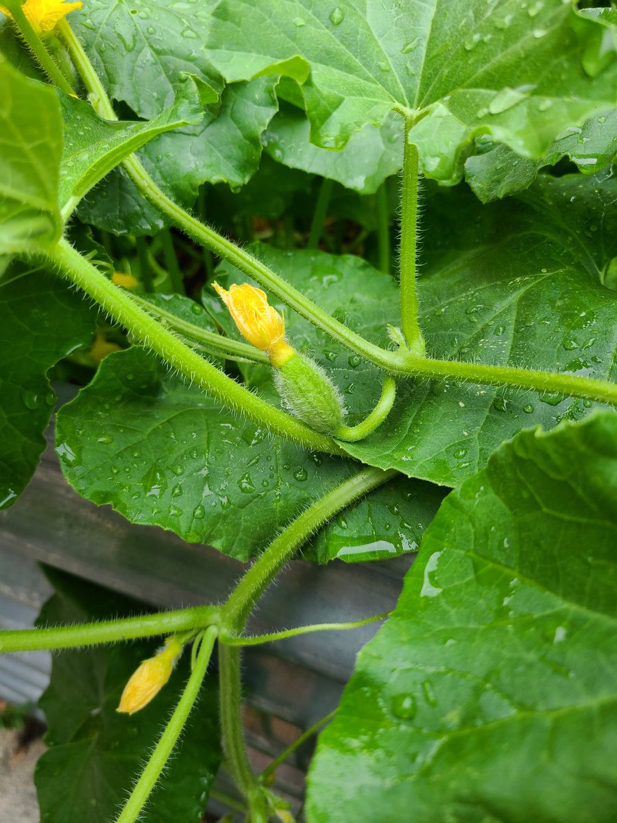 Mikaela Zimmerman Ed.D tweet media