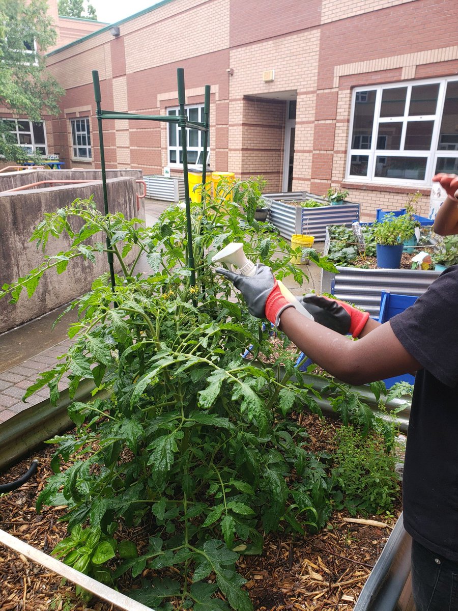 Mikaela Zimmerman Ed.D tweet media