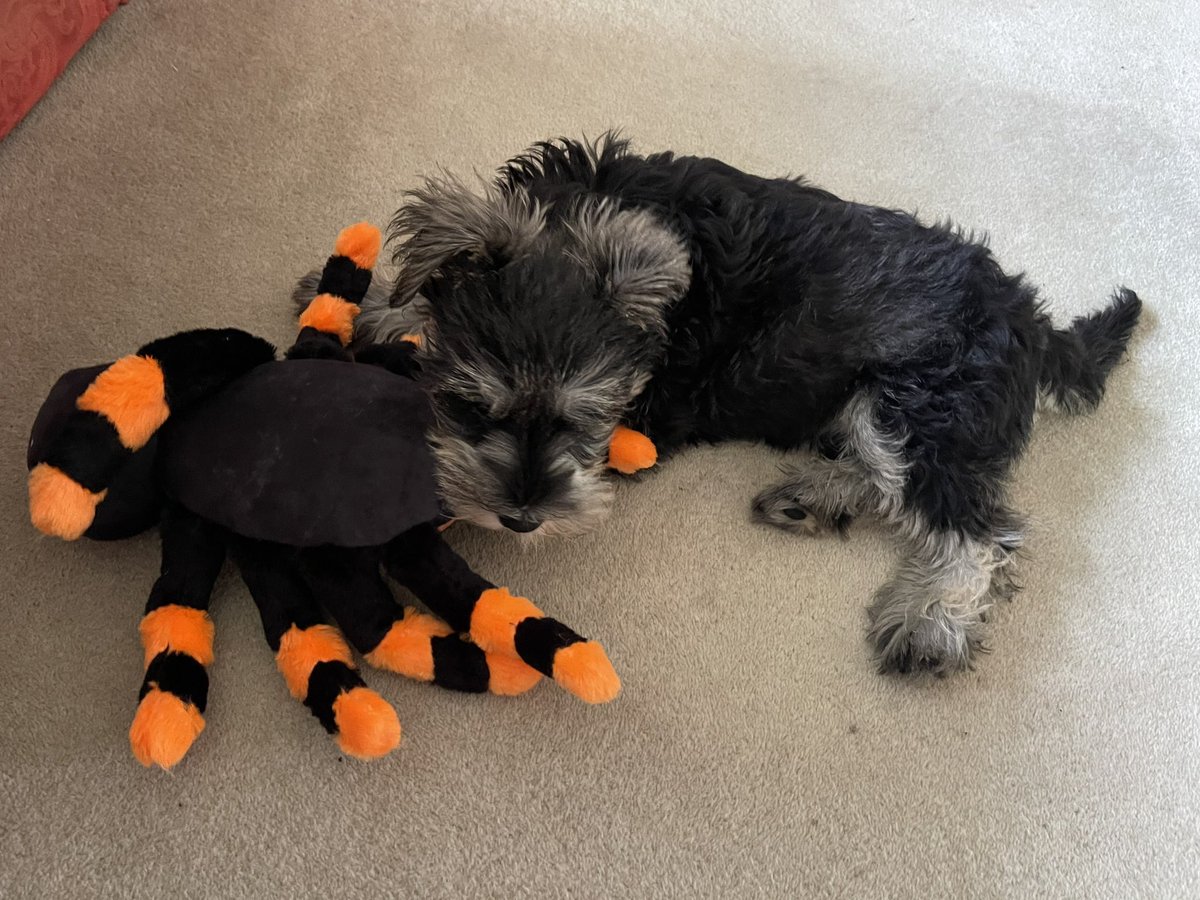 Haf is attacking his spider toy - so cute