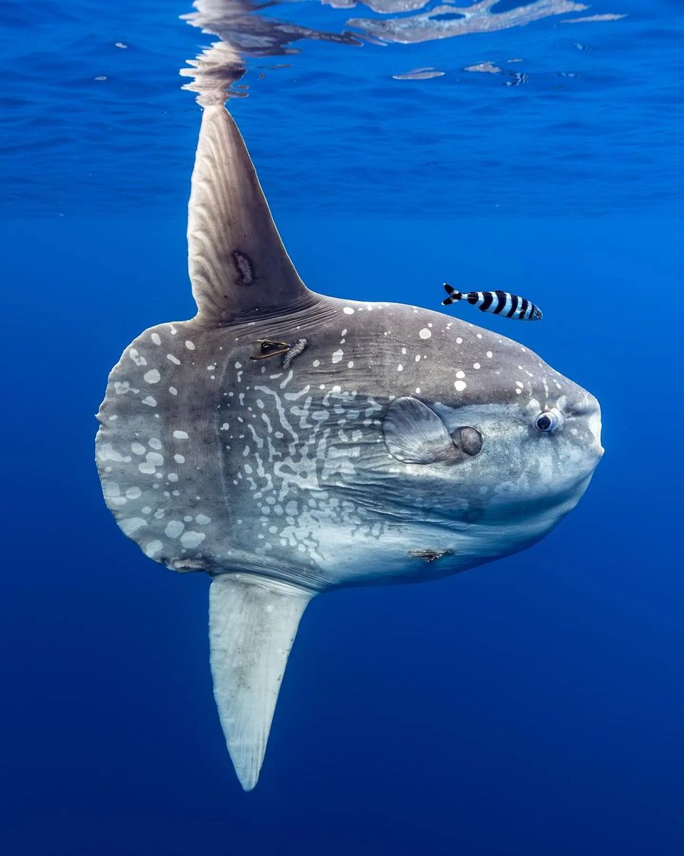 PADI's tweet photo. Face to face with one of the strangest fish on Earth - the beautiful Mola Mola. Have you ever seen one on a dive? 😍
📸 IG 'underwatta'
#molamola #sunfish #marinelife https://t.co/tEA4pjaYVs
