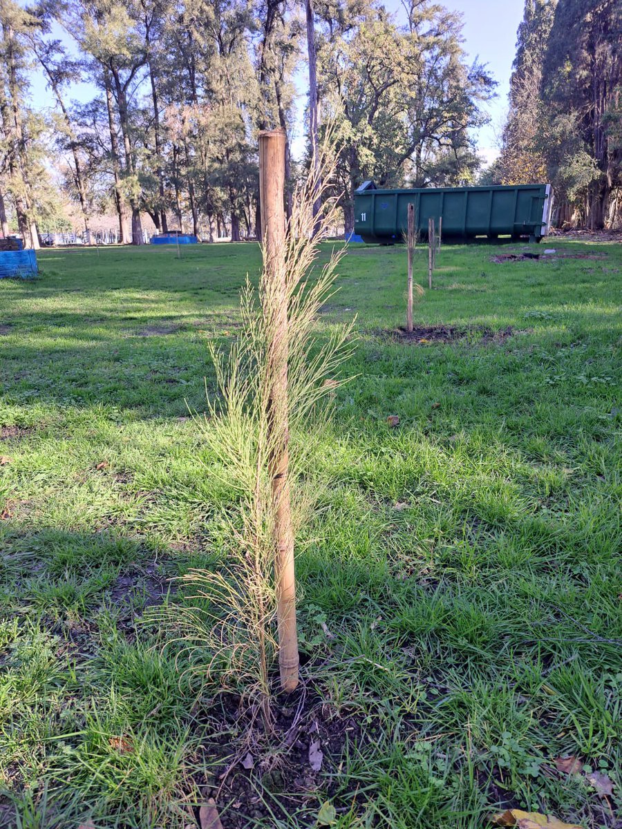 CampingFatica's tweet photo. #CampingFATICA | 🌲Plantamos más de 40 #Pinos en nuestro establecimiento. 

🌲💚👉🏼Donde formarán una cortina natural en las zona trasera del bosque y frontal en las canchas deportivas.

🔹SECRETARIO GENERAL @waltercorreaok https://t.co/1OAO9x0VtR