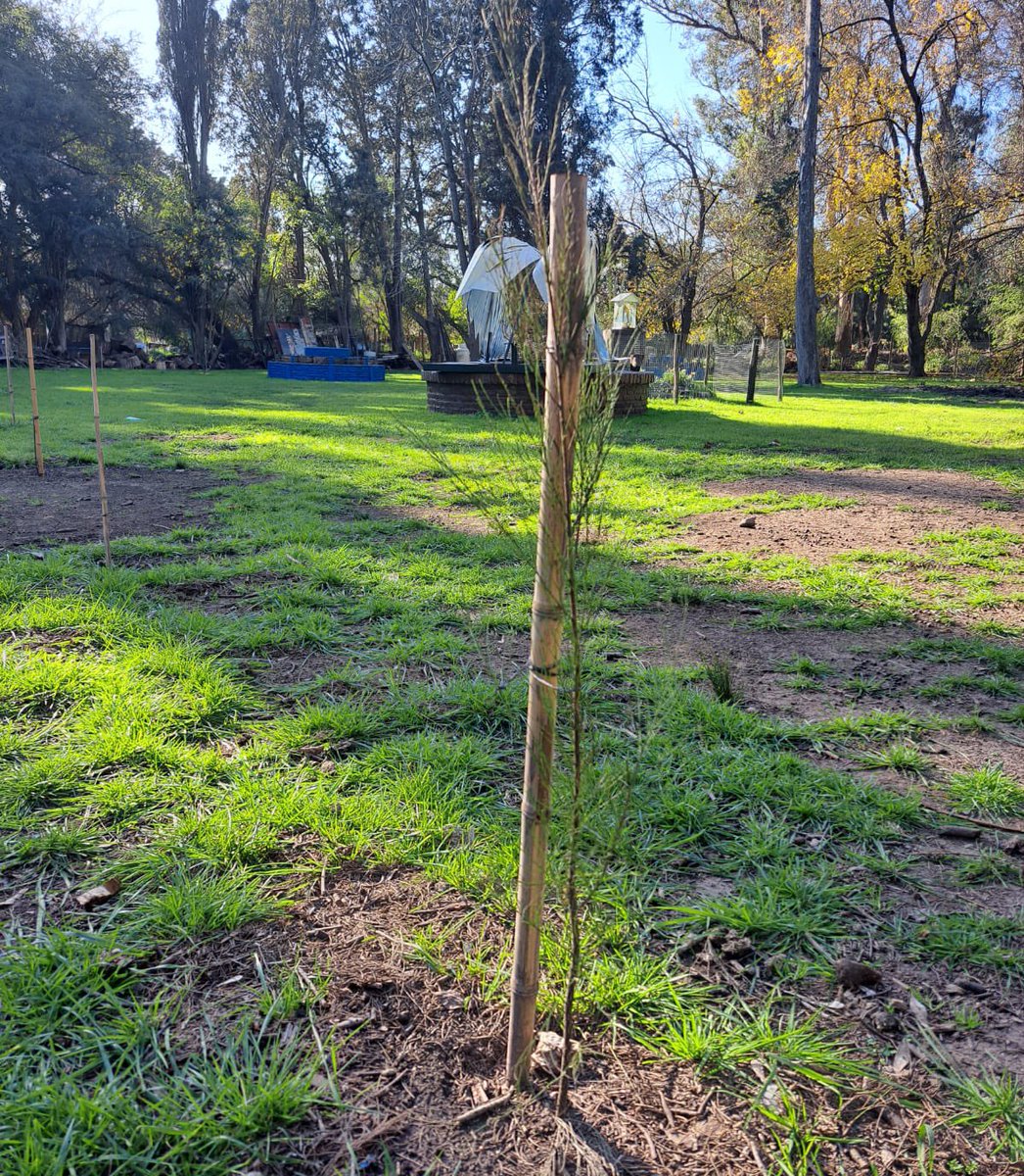 CampingFatica's tweet photo. #CampingFATICA | 🌲Plantamos más de 40 #Pinos en nuestro establecimiento. 

🌲💚👉🏼Donde formarán una cortina natural en las zona trasera del bosque y frontal en las canchas deportivas.

🔹SECRETARIO GENERAL @waltercorreaok https://t.co/1OAO9x0VtR