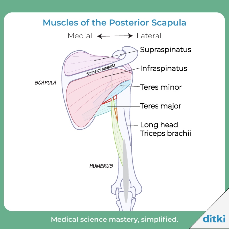 What are the areas outlined in red?

Learn more: ditki.com/course/gross-a…

#ditki #usmle #meded #medschool #grossanatomy #anatomy #scapula #clinicalanatomy #anatomylab #muscleanatomy #drawanatomy
#nursing #pance #physicianassistant #healthscience #nurse #premed #mcat #mbbs