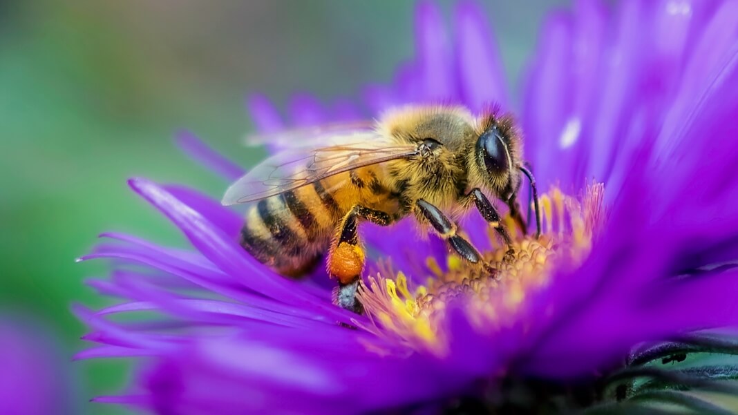 efipm's tweet image. Bees 🐝 Are Astonishingly Good at Making #Decisions—and This Computer Model Explains How That’s Possible

👉 ow.ly/cSxj50P75Pn

 #Bees #BeeBehavior #ScienceNews #CognitiveModeling #tech #computerModel