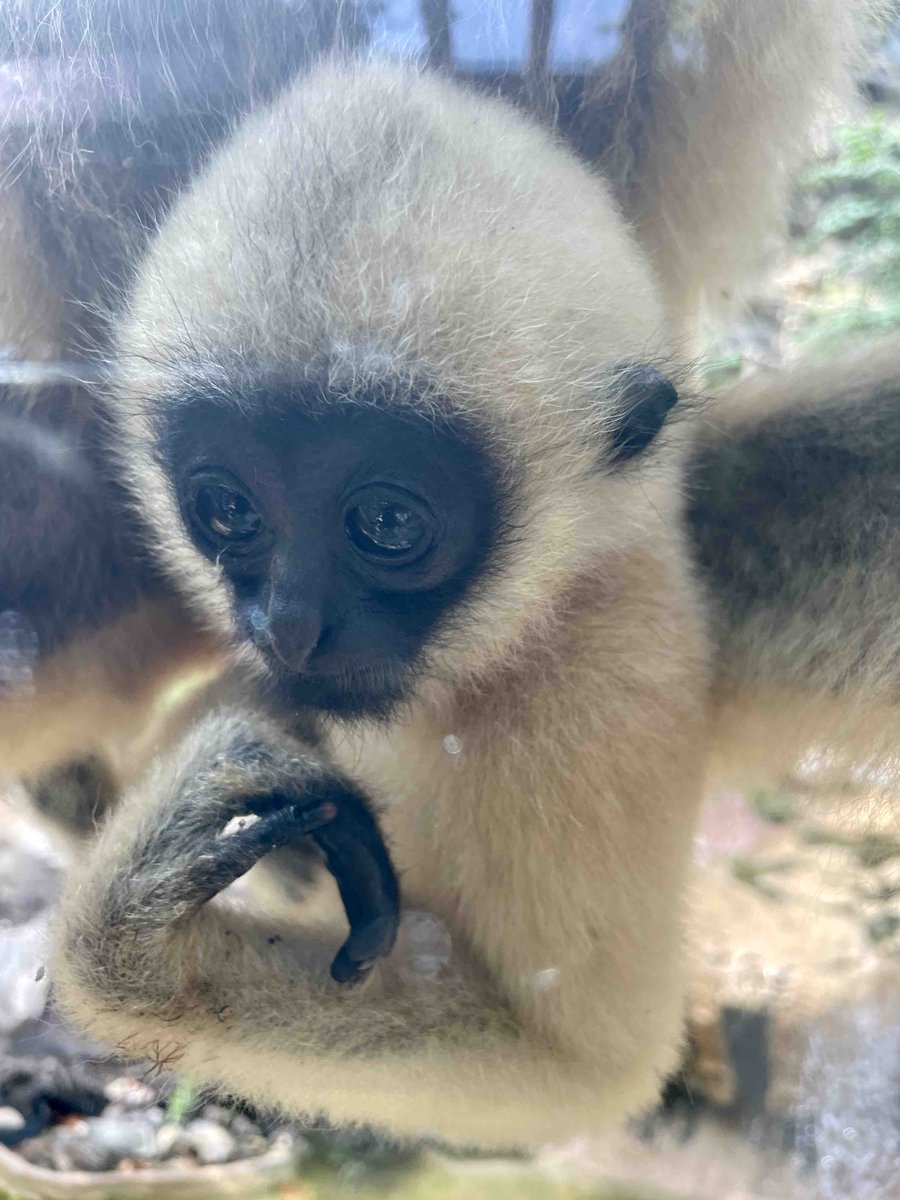 SanAntonioZoo's tweet photo. Milo, a true intellectual, is lost in deep thought https://t.co/mX26Jg7aTh