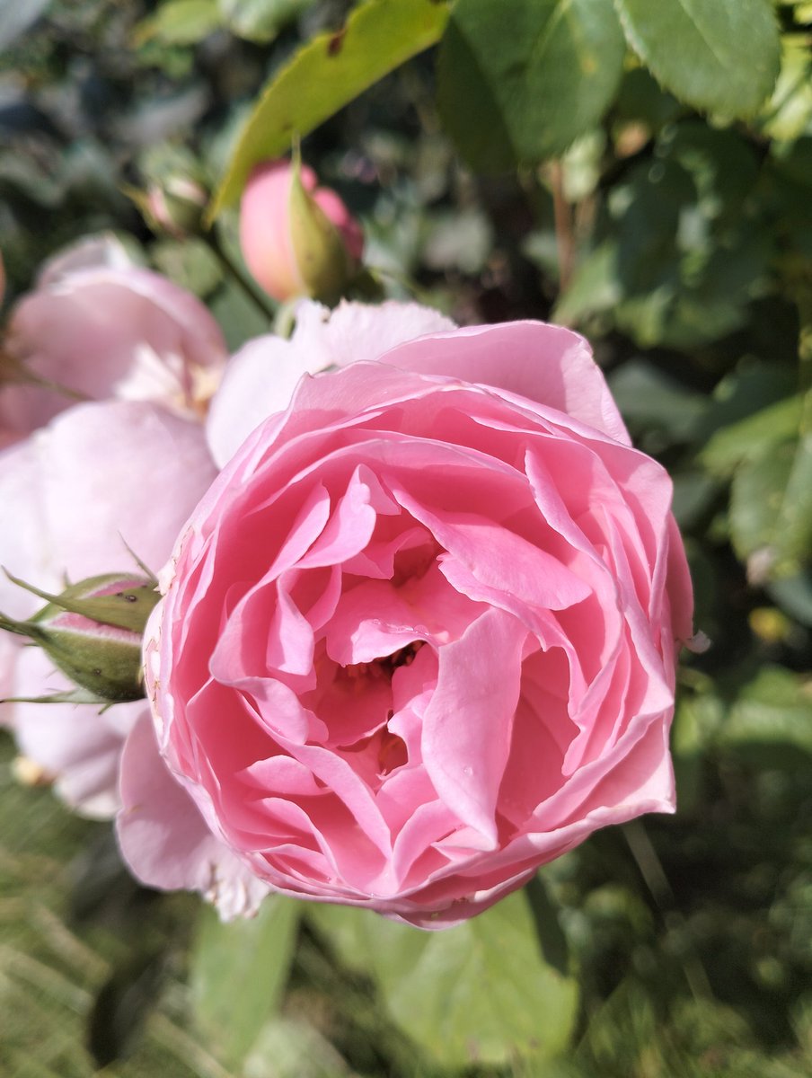 AveySarah1's tweet photo. On est bien peu de choses et mon amie la rose me l'a dit ce matin...
#caulier #chanson #rose https://t.co/aFl21ljWjH