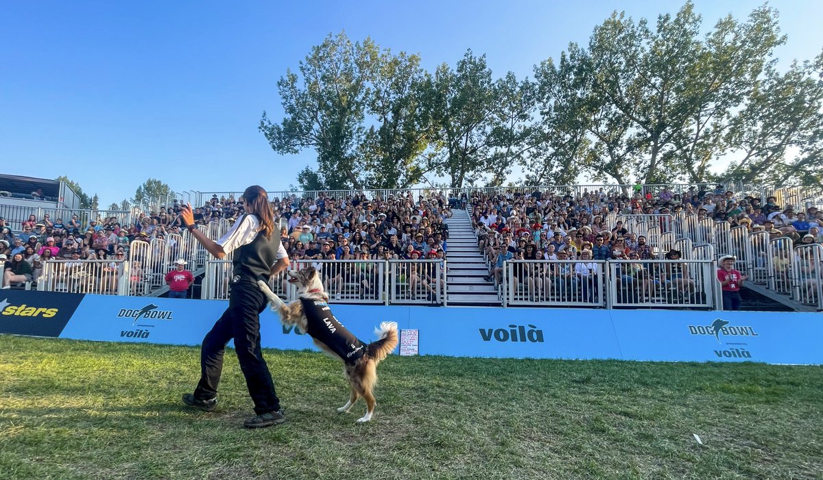 CanineStars's tweet photo. 🌋 Lava showing off her fancy dance moves! 💃

She made the crowds ERUPT! 👏

@CalgaryStampede @Voila.ca @Kats_K9s #StampedeFun #DogBowl #Yahoo #CalgaryStampede #CanadaDog #Bordercollie #CalgaryStampede2023 https://t.co/gwI316MDxC