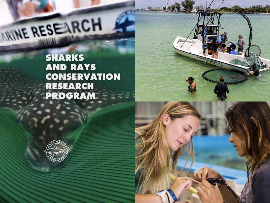 FREE - The Secret Lives of Sharks &amp; Rays. Join  <a href="/MoteMarineLab/">Mote Marine Laboratory & Aquarium</a> and <a href="/roadscholarorg/">Road Scholar</a> for a free one-hour lecture and Q&amp;A in honor of Shark Awareness Day. 7/14, 1 pm ET roadscholar.org/find-an-advent…
