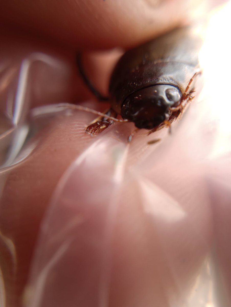 Pondy_Patel's tweet photo. Day 3 of ponding. Back @HerefordshireW site #oaktreefarm and other #ponds to see how macroinvertebrate pond communities have progressed into summer. Some really exciting beetles &amp; dragonflies to be ID'd. Thanks to @Rachel_J_Cooper for giving up her weekend to come sample #ecology https://t.co/grggm348Zx
