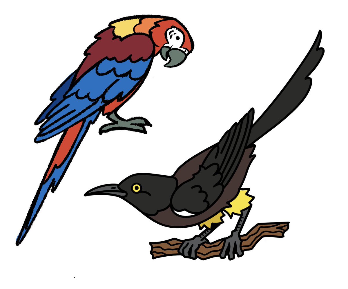quailtea's tweet photo. Added two more extinct birds to the line of potential pins by public request, the Cuban Macaw and Kauaʻi ʻōʻō https://t.co/H9hRLd5b9g