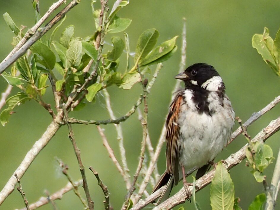 reiniervanloo's tweet photo. Rietgors in de Brabantse Biesbosch @vogelnieuws @Flora_en_fauna #birds #vogels #biesbos #pannekoek https://t.co/SFhtNpNW8O