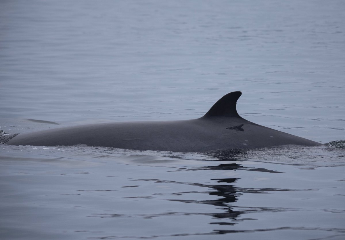 A minke whale just outside of Tobermory, photographed on a boat trip with @BaskingSharkSco a few weeks ago @BBCSpringwatch @HWDT_org @SeaWatchersUK @ScotWildlife @whales_org #wildlife #wildlifephotography #minkewhale #whale #isleofmull #mull #scotland