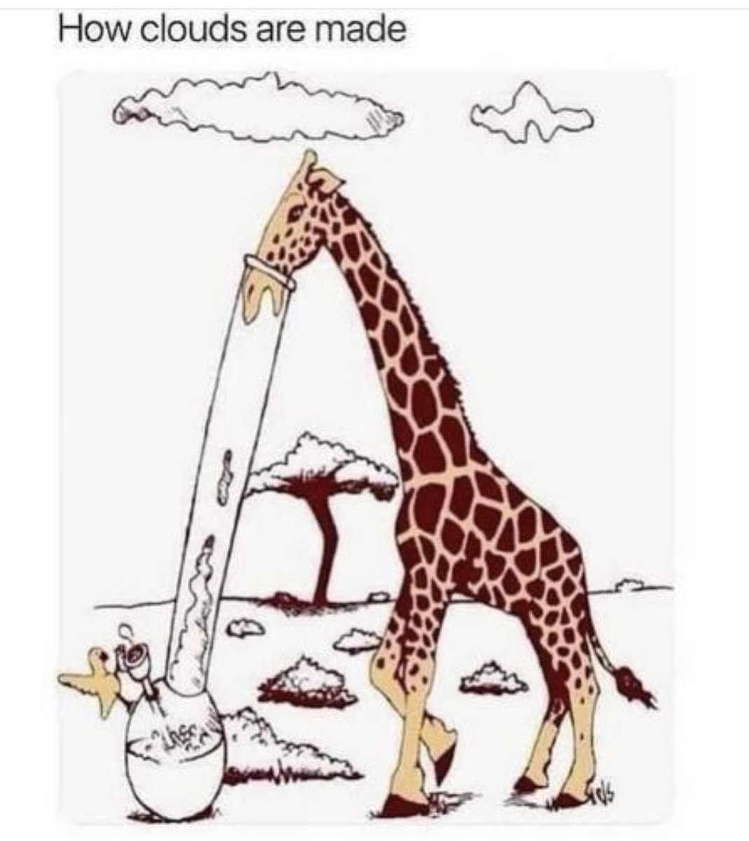 High as a giraffe!