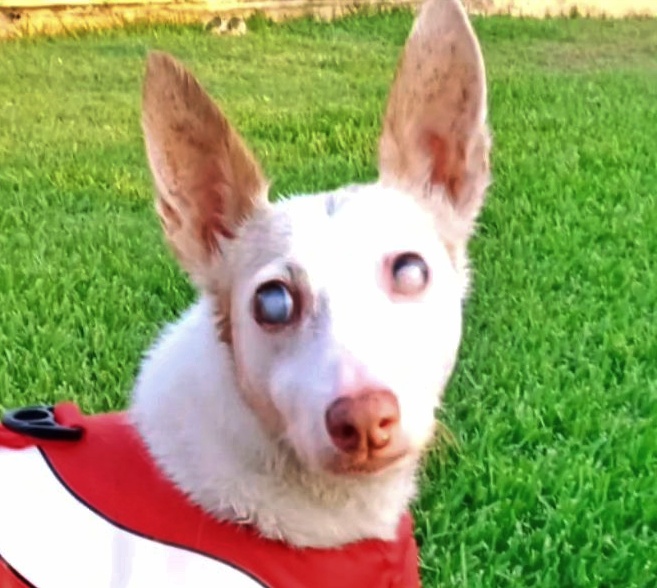 SosAbuelos1's tweet image. #MÁLAGA
#MALVA es una abuelita #ciega por la edad, pero en cuantito conoce el entorno... no tiene/s ningún problema.

Con su carácter excepcional; BUENÍSIMA con mayúsculas, cariñosa, alegre, cuidadosa y muy tranquila, es la perrita perfecta! pero sigue en el refugio, la vida no