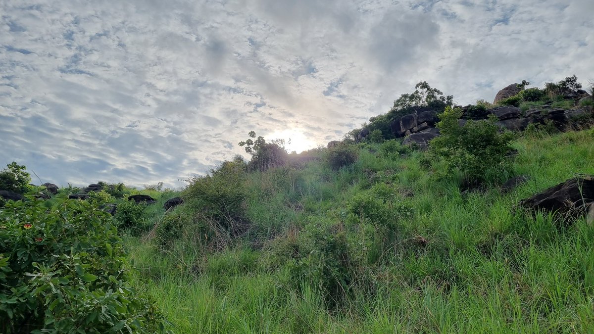 SemeWani's tweet photo. The land of great abundance and beauty. As we mark 🇸🇸 12 Independence Day, a shift towards making use of this green landscape for #Agriculture and Tourism will reduce dependence on aid. The untold story of #SouthSudan. https://t.co/p8DcrDlJkJ