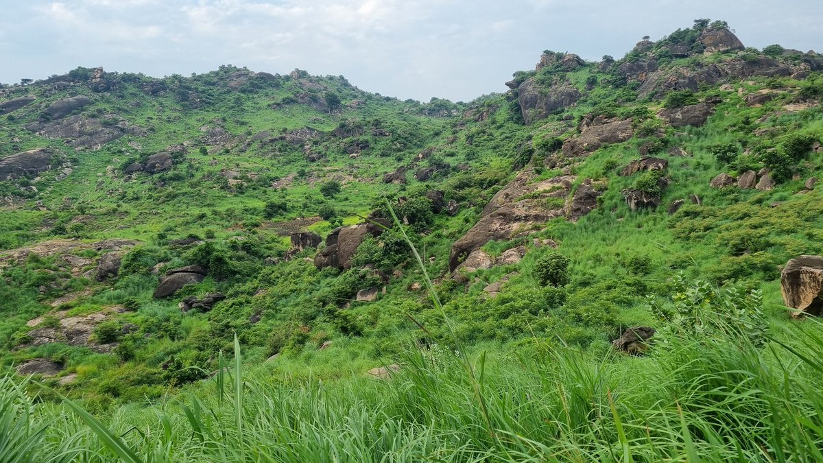 SemeWani's tweet photo. The land of great abundance and beauty. As we mark 🇸🇸 12 Independence Day, a shift towards making use of this green landscape for #Agriculture and Tourism will reduce dependence on aid. The untold story of #SouthSudan. https://t.co/p8DcrDlJkJ