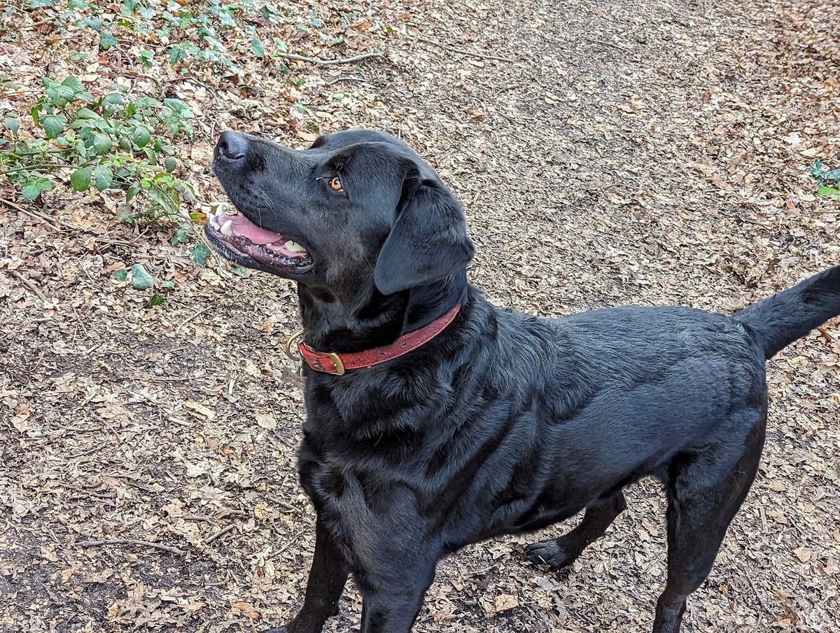 Polcat's tweet photo. @NickyAACampbell @bbc5live Dogs and Cadburys please… none of the other nonsense, let’s ease into the week gently… https://t.co/EQLwDlXbbA
