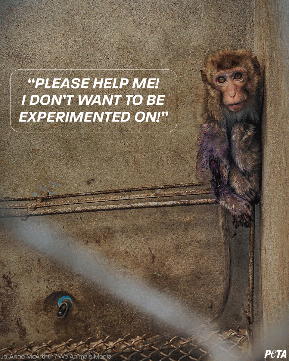 PETAUK's tweet image. His freedom was taken away for cruel and pointless experiments 😢💔

#EndAnimalTesting