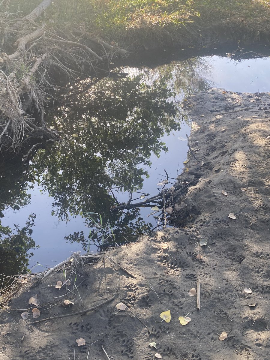 FernetJames's tweet photo. Marking a new trail left alone came back carrying an injured goose Hashtag
#GUFORIT
#GUEnergyLabs
#2023SaltysSquad
#NoxGear
#GetSprints
#TeamIBProFun https://t.co/ZMzNQRenzv