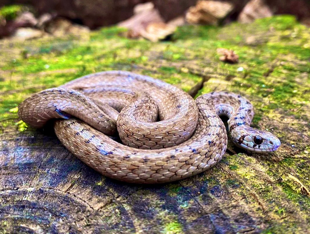 ArpitaBKulkarni's tweet photo. High temps, humidity &amp; 🌧️ has brought out some magnificent, seasonal, &amp; shy #Massachusetts creatures: a #LunaMoth &amp; the harmless DeKay’s #brownsnake. 

As a biologist who loves the outdoors, I work hard to minimize my impact on all wildlife I encounter,  &amp; wish others do the same https://t.co/DuS66y3UHG