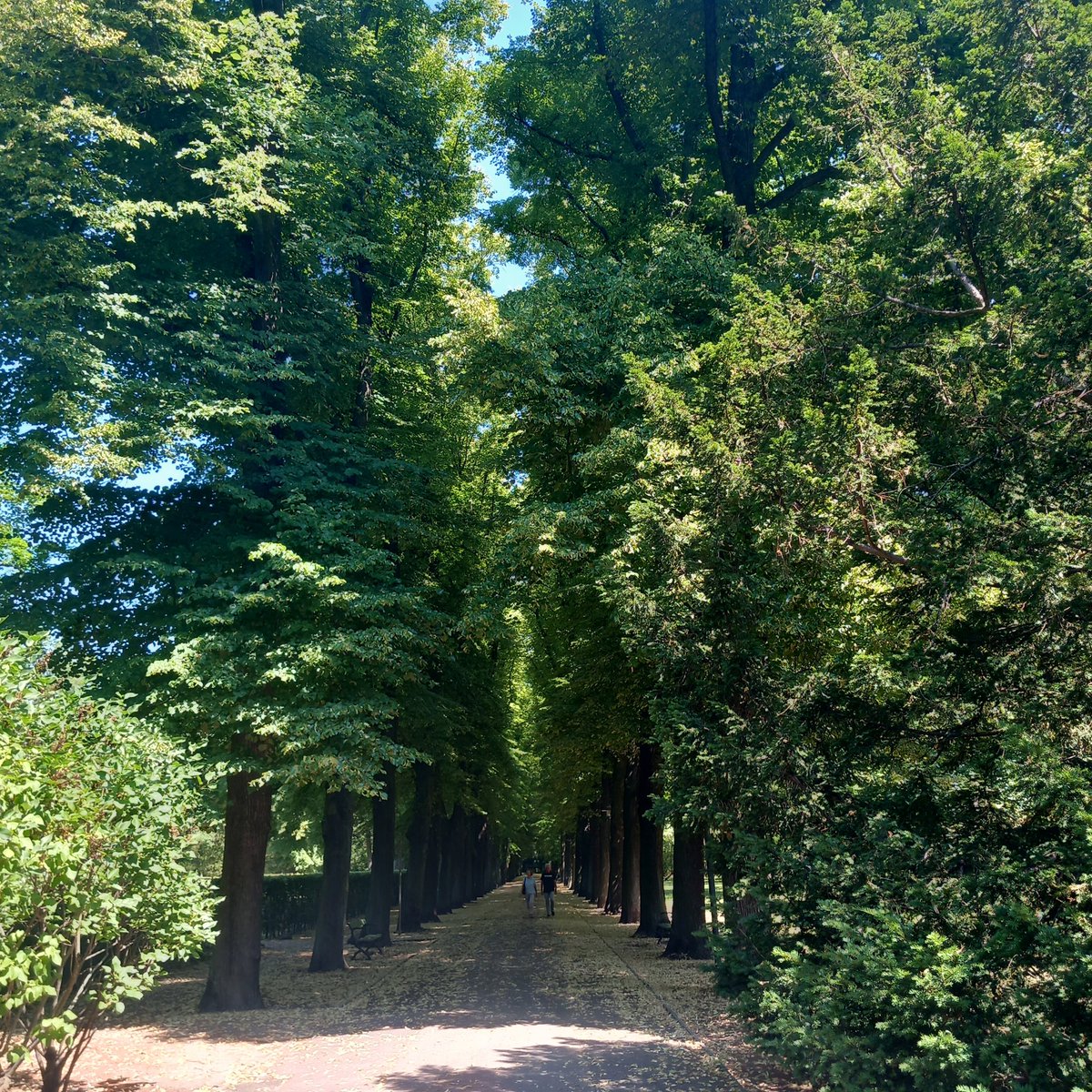 castle park  - Berlin  Biesdorf  -
*  linden  avenue   *              🌳🌳🌳
#Germany #Berlin #castlepark 
#park #linden #lindenavenue 
#beauty #summer #NatureBeauty 
#photo #green #nature #love